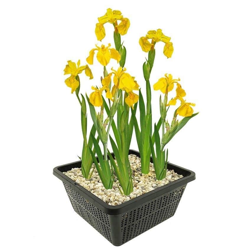 Gele Lis is winterhard en kan ongeveer 80 cm hoog worden. Te planten op een diepte van maximaal -20 cm in zone 2. Levering bevat: 4 jonge planten inclusief vijvermandje (19x19x10 cm)