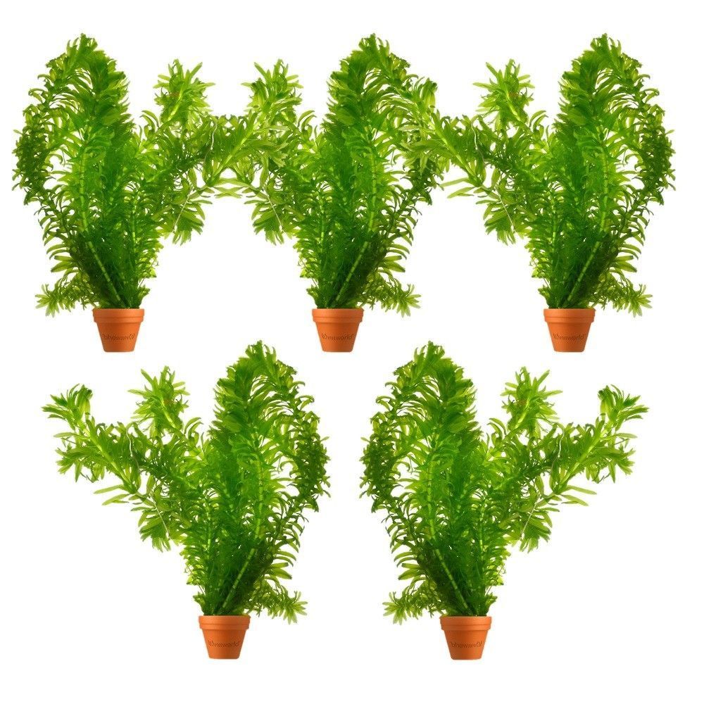 Waterpest Plantjes Zuurstofplanten Elodea Densa – 5 bosjes