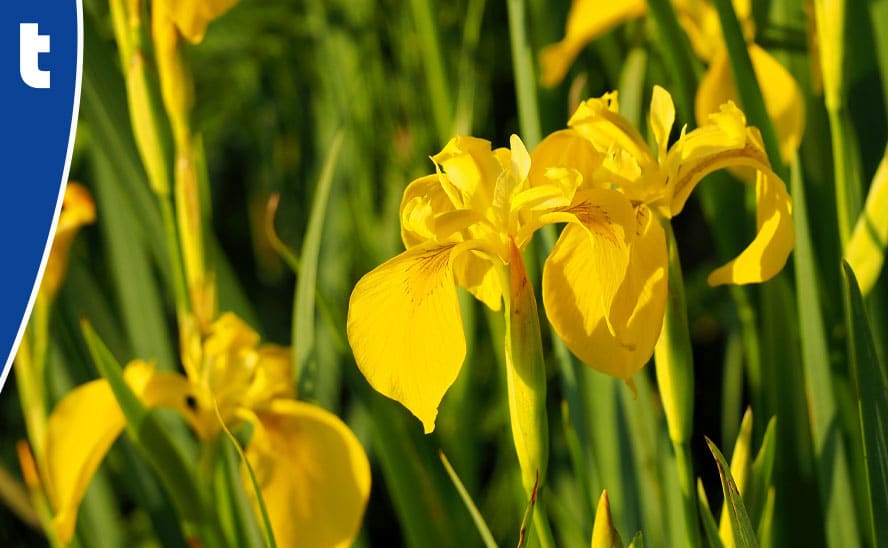 moerasplanten vijver gele lis Iris Pseudacoris
