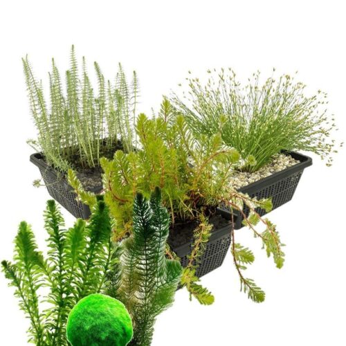 Een goed zuurstofniveau is onmisbaar in iedere gezonde vijver. Zuurstofplanten bestrijden algen en zorgen voor helder water. Met de aanschaf van dit uitgebalanceerde zuurstofplanten pakket in manden