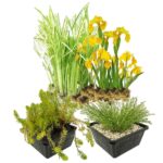 Plantenfilter Vijver Mix – 32 planten