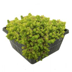 Watercrassula is een winterharde zuurstofplant. Te planten op een diepte van maximaal -80 cm in zone 2
