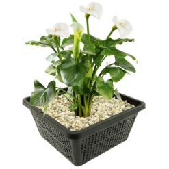 Witte Aronskelk is een winterharde moerasplant en kan ongeveer 80 cm hoog worden. Te planten op een diepte van maximaal -20 cm in zone 1 of 2. Geleverd inclusief vijvermandje (19x19x10 cm)