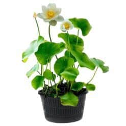 De heilige witte Nelumbo Lotus plant. Deze bijzondere plant hebben wij in de kwekerij van zaad tot volwassen Rhizome (wortelstok) opgekweekt en vervolgens in rust gebracht. Zodra deze wortelstokken geplant worden zullen zij direct aan hun groeiproces beginnen en zal de prachtige witte lotus bloem spoedig ontwaken. De Nelumbo Lotus rhizome (2 stuks) worden geleverd met 2 vijvermanden Ø22 cm inclusief speciale vijverplantenklei. De lotus is geschikt voor zowel binnen als buiten en te planten op een diepte van maximaal -20 cm in zone 2.