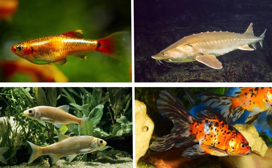 Verschillende vis soorten voor in de vijver