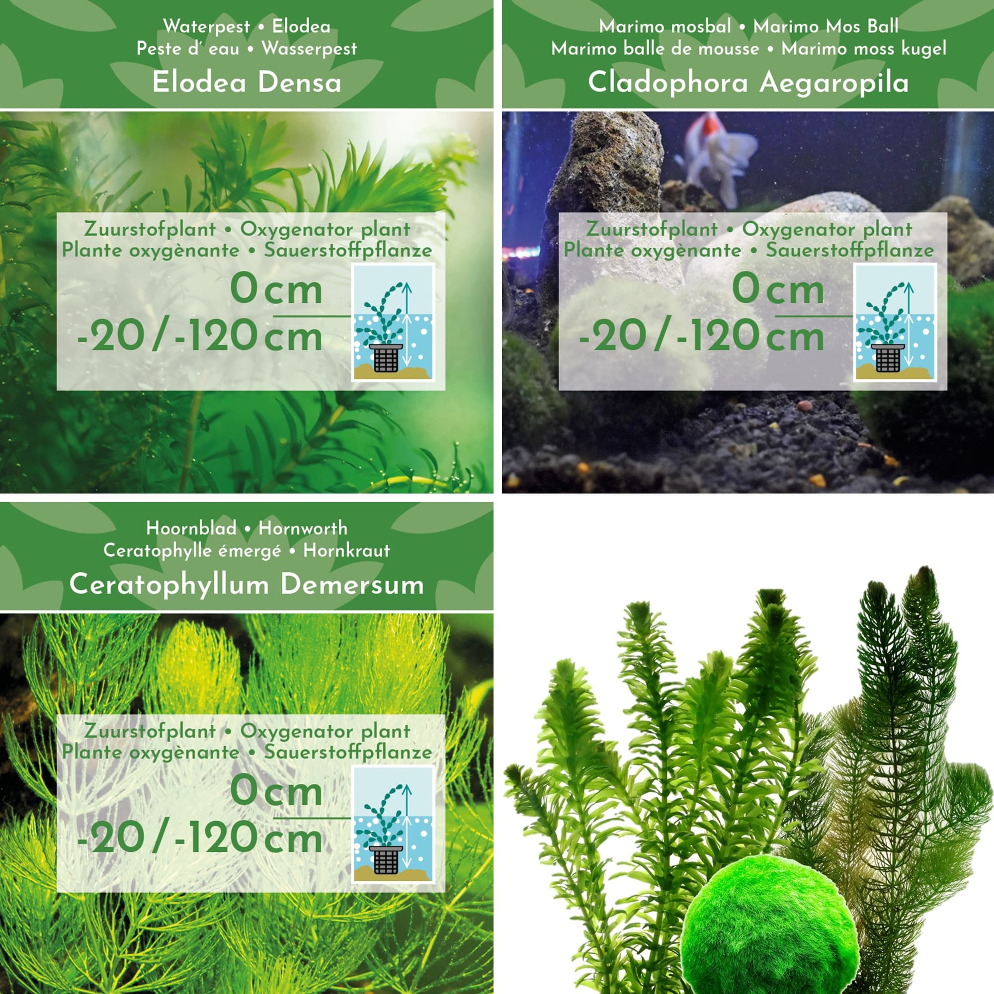 Combi-Zuurstofplanten-Pakket-28-planten-2