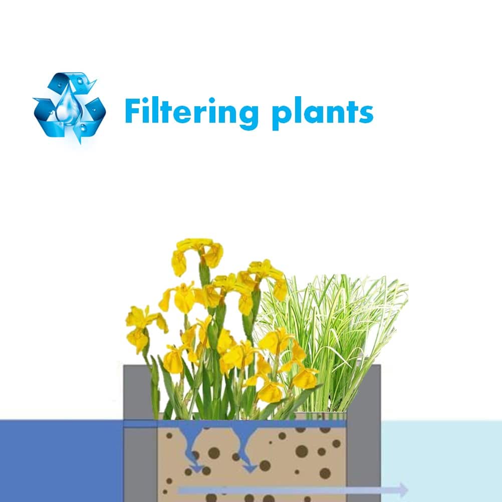 Plantenfilter-Vijver-Mix-32-planten-4