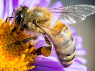Bij haalt nectar uit bijenplant
