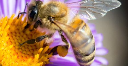 Bij haalt nectar uit bijenplant