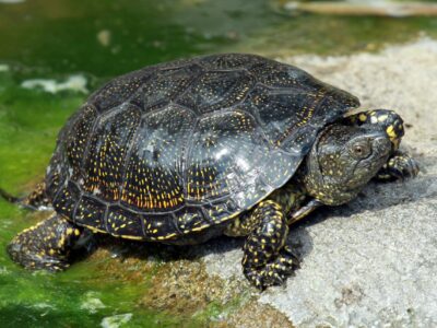 Schildpad in de vijver