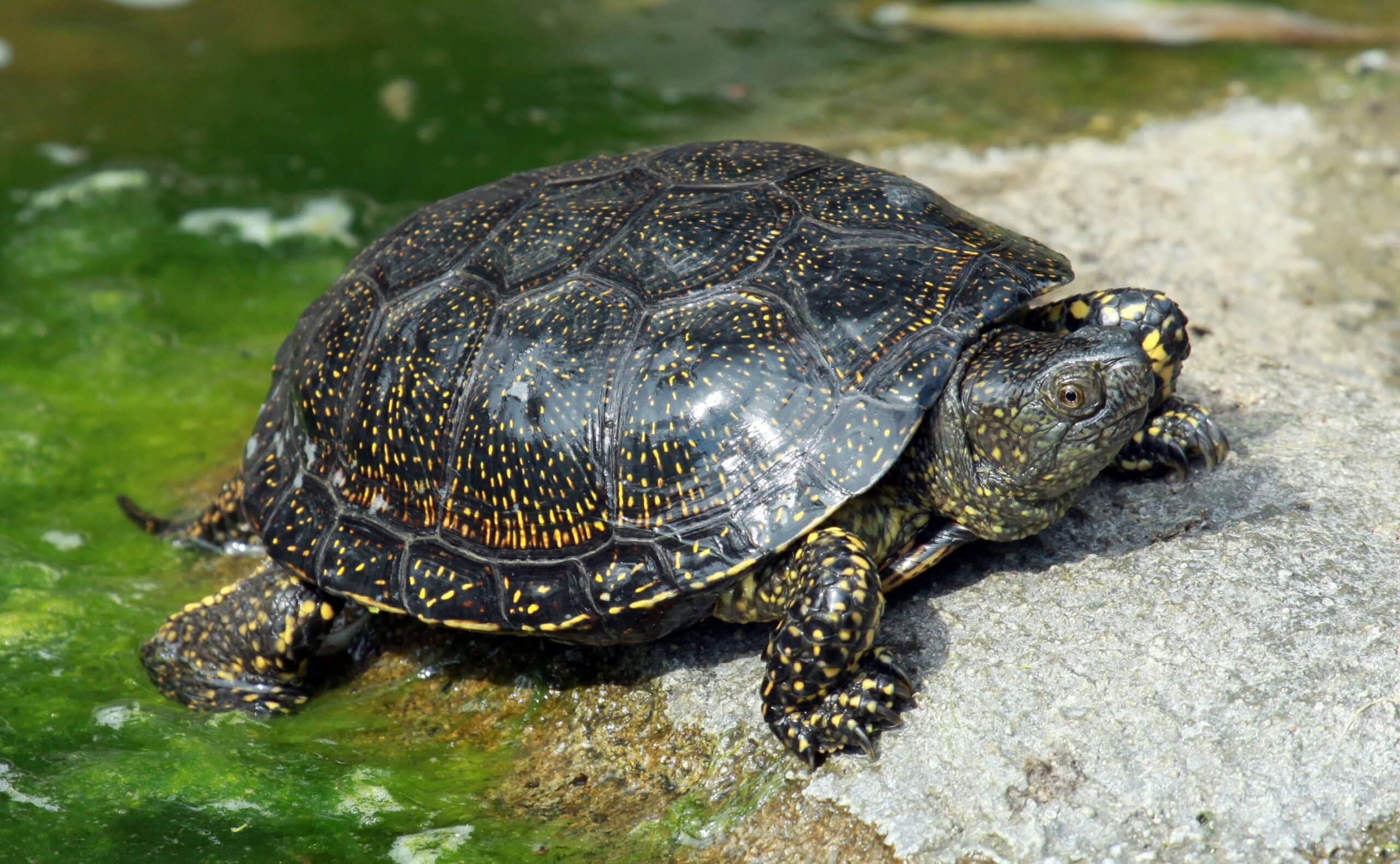 Schildpad in de vijver